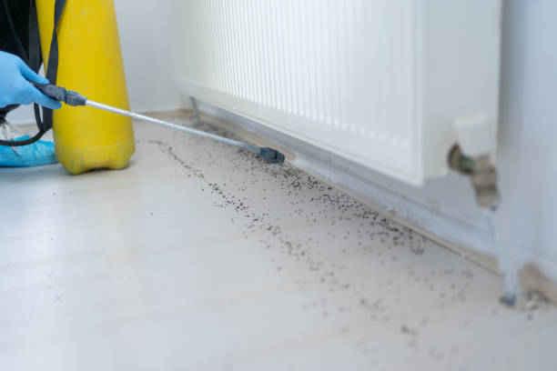 Best Flea Control Services  in Vienna Bend, LA